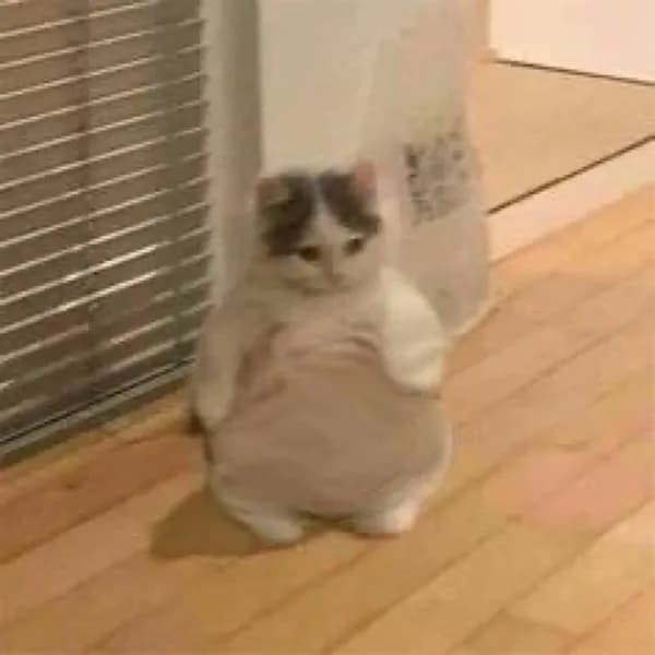 fat chubby thic funny